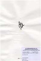 藏品(三角翼枝藻)的圖片